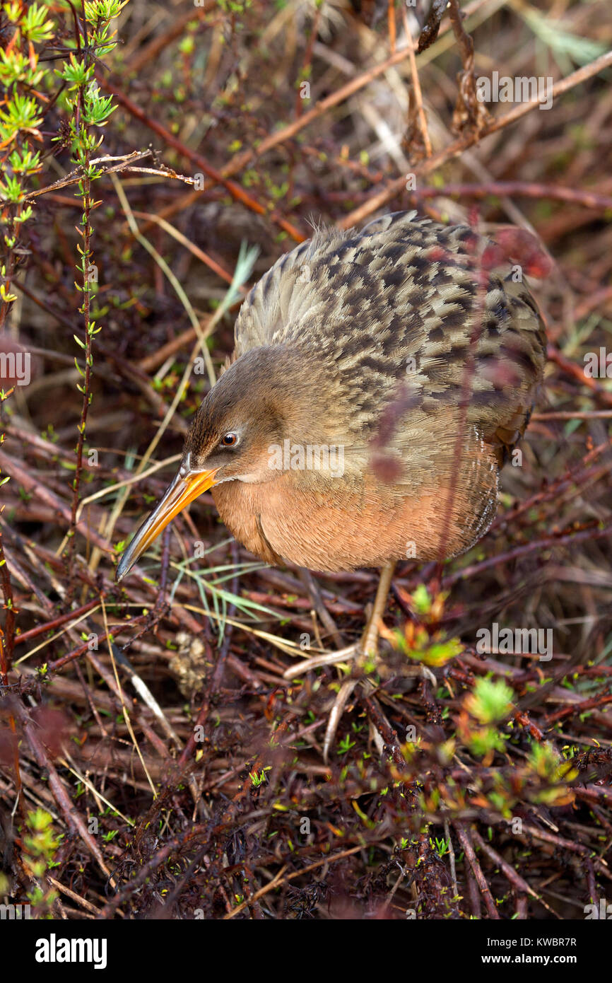 Ridgeway Rabbit Ridgways rail hi-res stock photography and images - Alamy