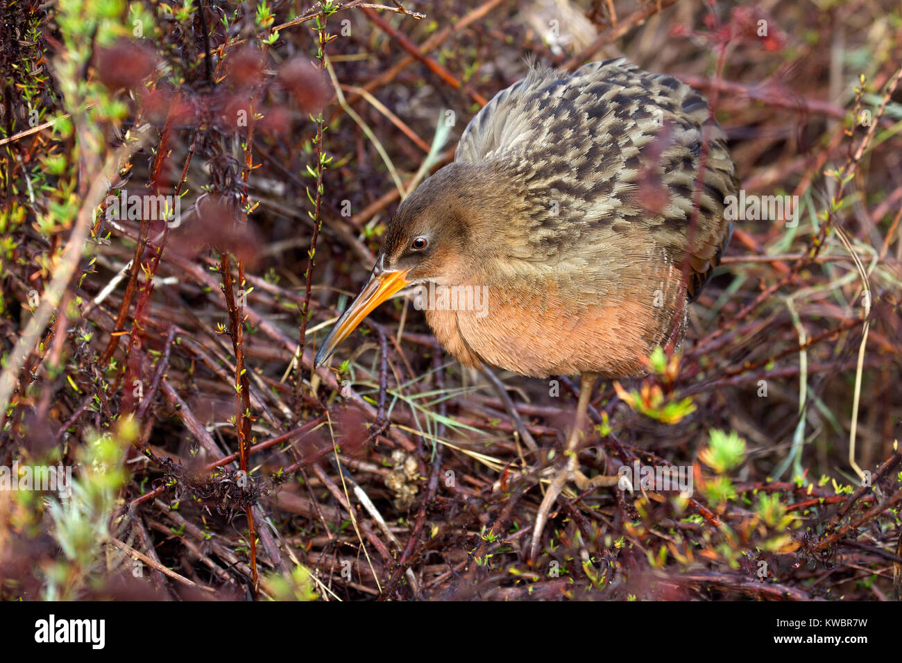 Ridgway's Rail Stock Photo