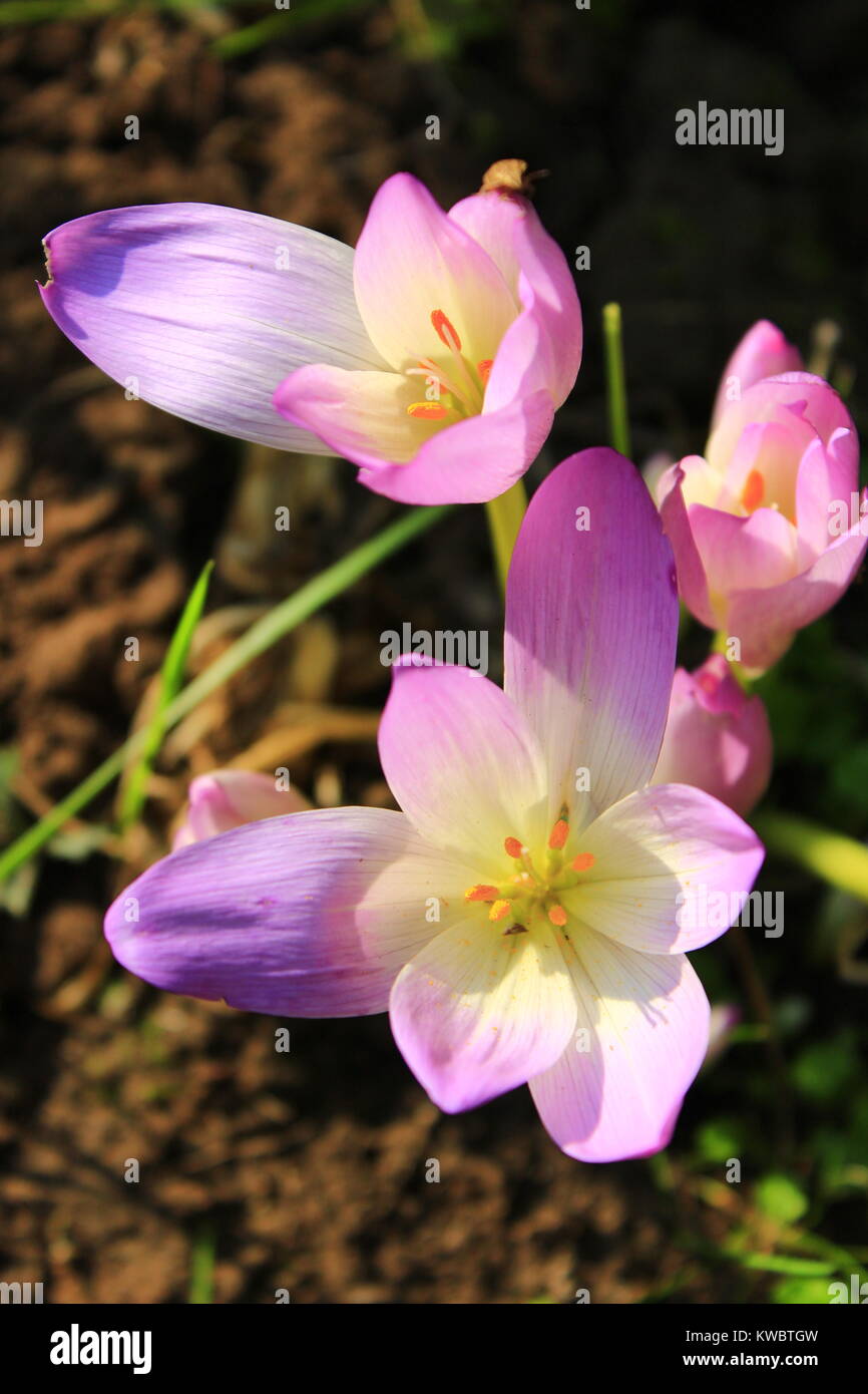 pink flowers of Colchicum autumnale blossoming in September Stock Photo