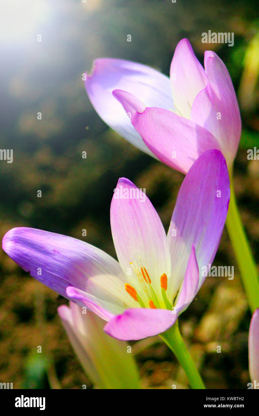 flowers of Colchicum autumnale blossoming in the Autumn in the sunny rays. September flowers with tender sun beams Stock Photo