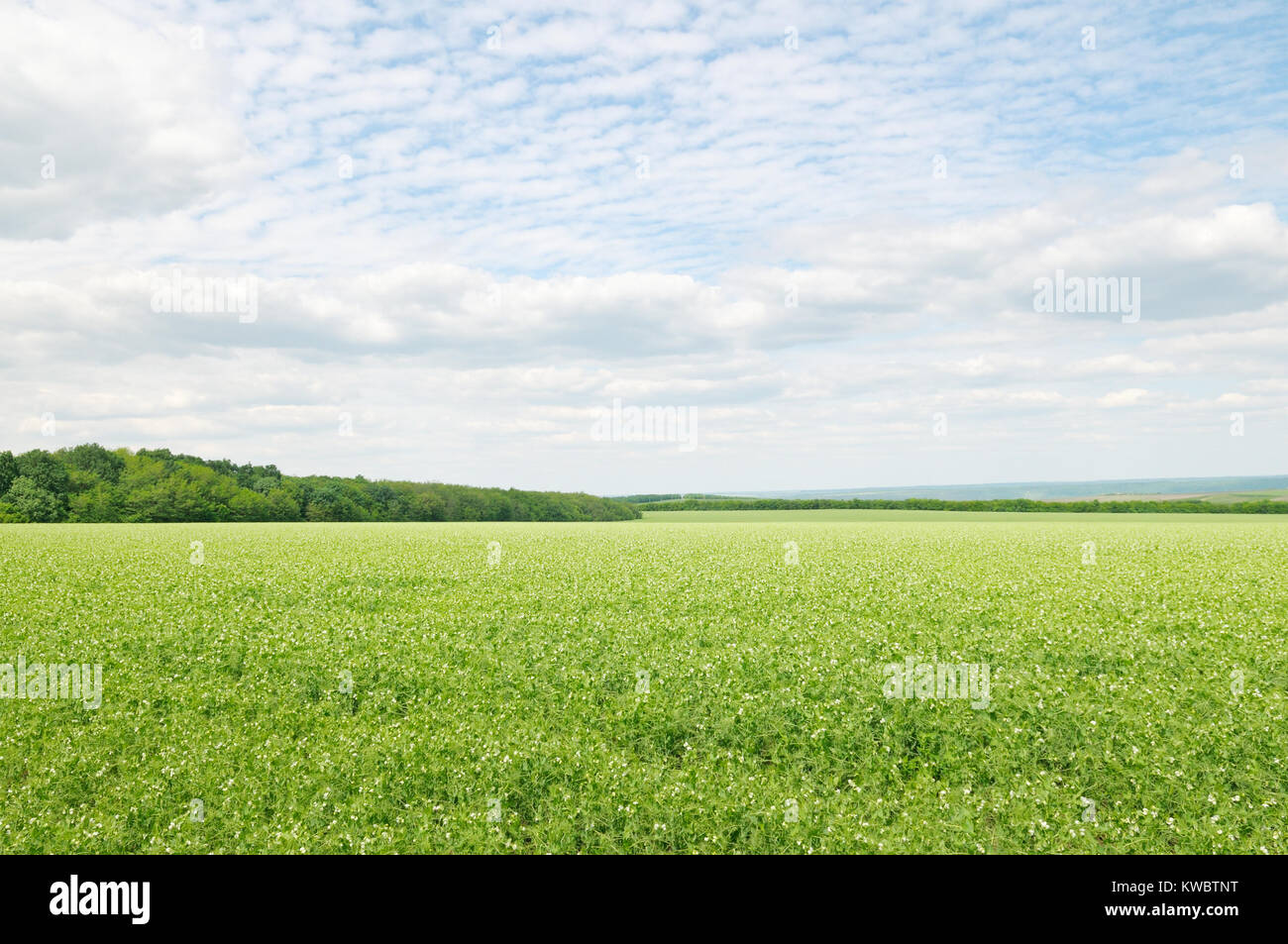 green field and blue sky with light clouds Stock Photo - Alamy