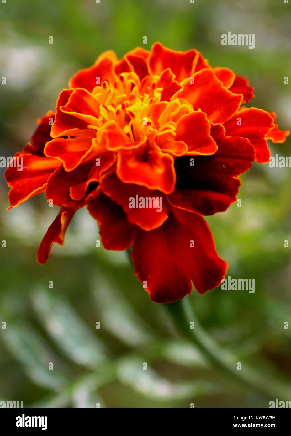 close up view of  beautiful yellow - orange color french marigold - Tagetes patula - flower - petals in a bungalow garden in Matale, Sri Lanka Stock Photo