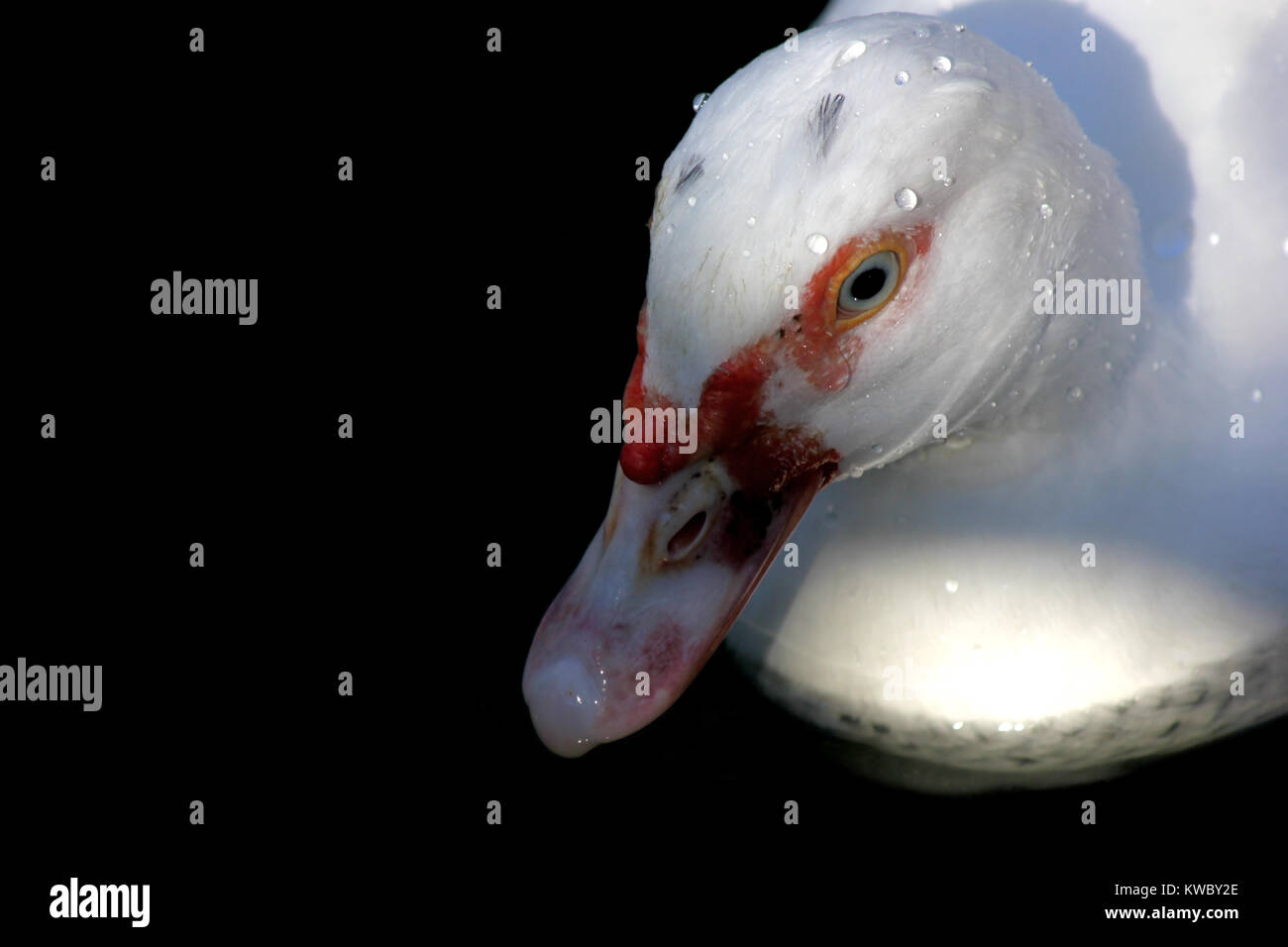 closeup of white muscovy duck isolated on black background Stock Photo