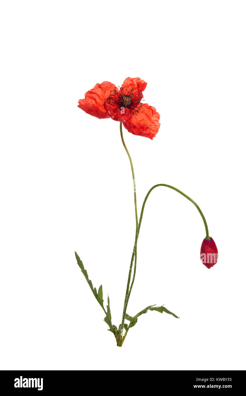 Bouquet of wild red poppies. Isolated on white background Stock Photo ...