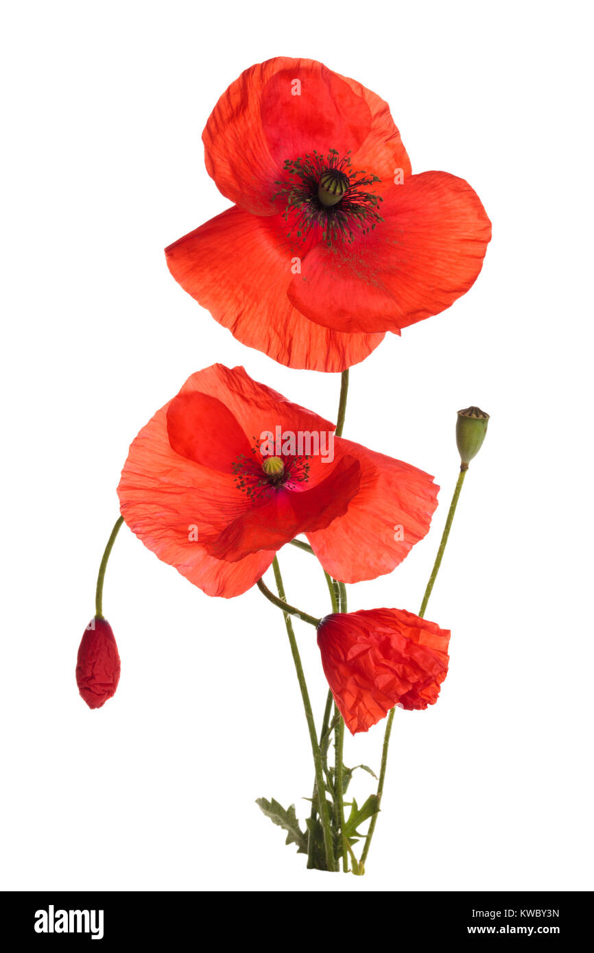 Bouquet of wild red poppies. Isolated on white background Stock Photo ...