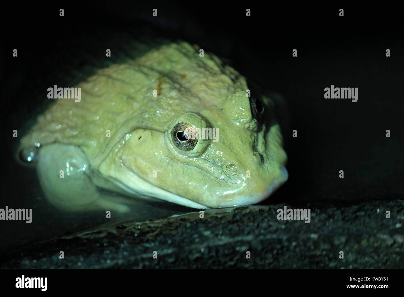 Frog farming hi-res stock photography and images - Alamy