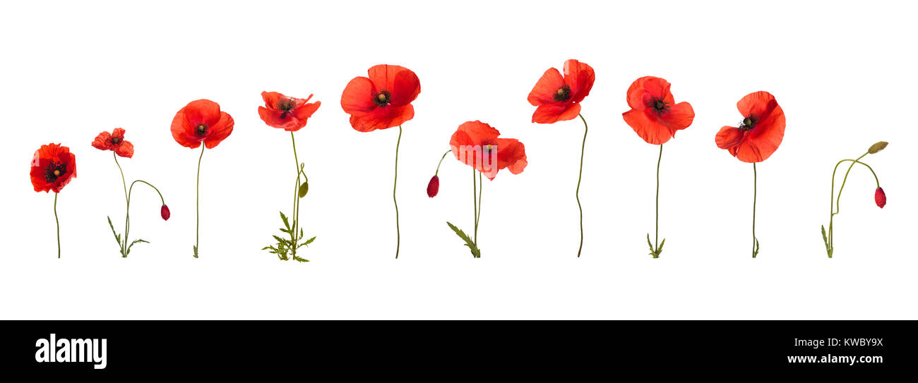 Wild red poppies in a row. Isolated on white background Stock Photo - Alamy