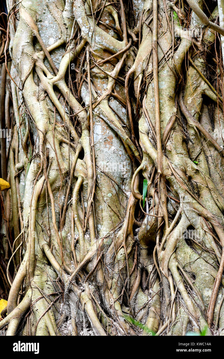 Asia banyan tree Stock Photo