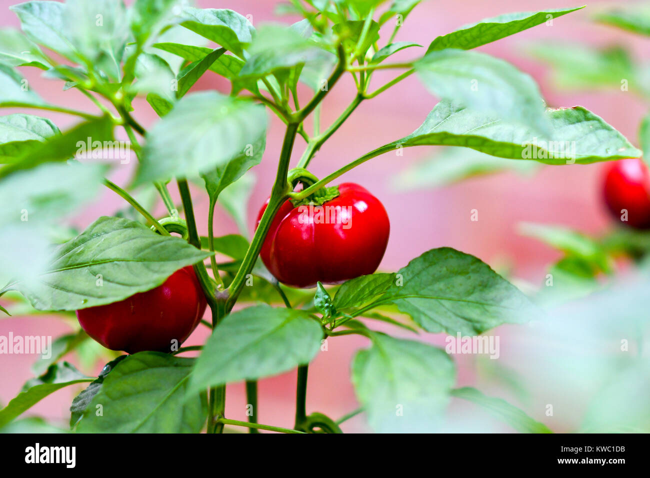 Red Round Capsicum Stock Photo