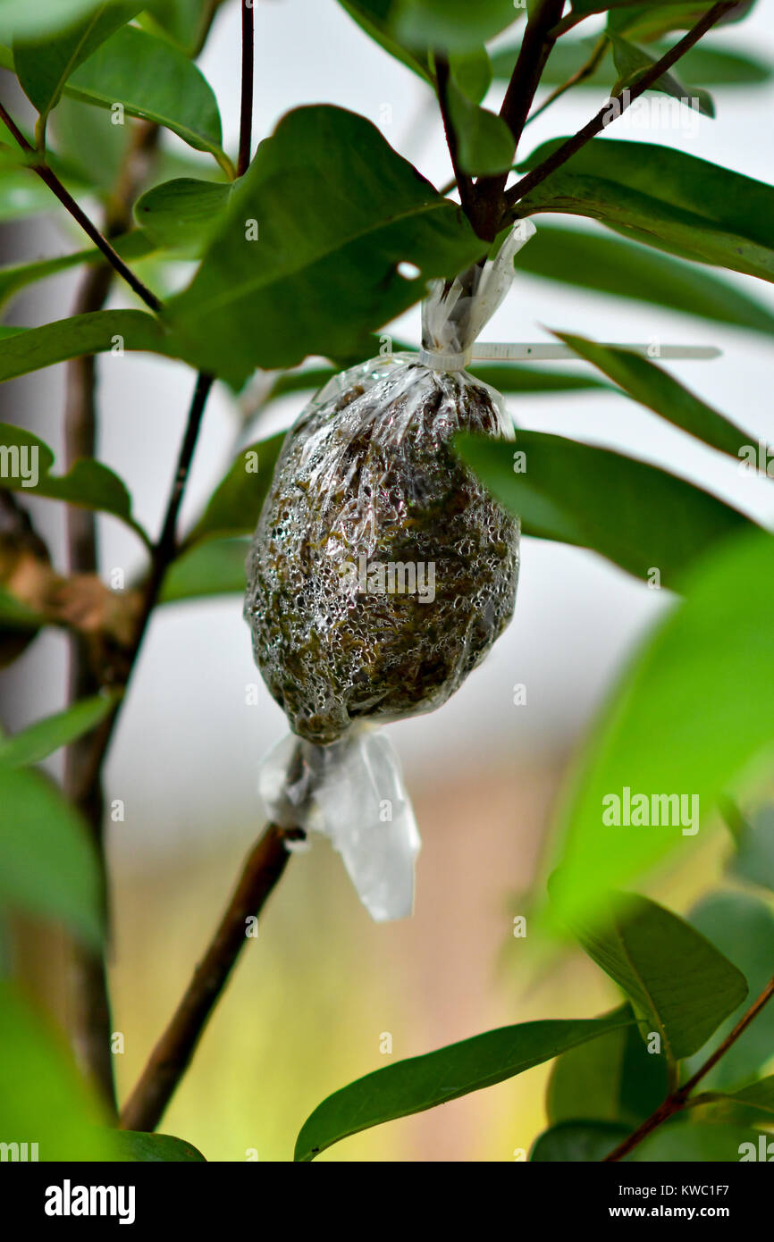 vegetative method of plant propagation Stock Photo Alamy