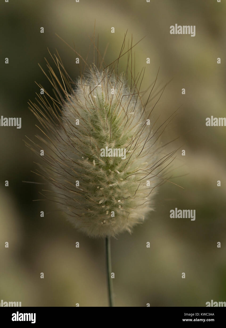 Cool Lagurus Ovatus Bunny Tails Grass Gallery