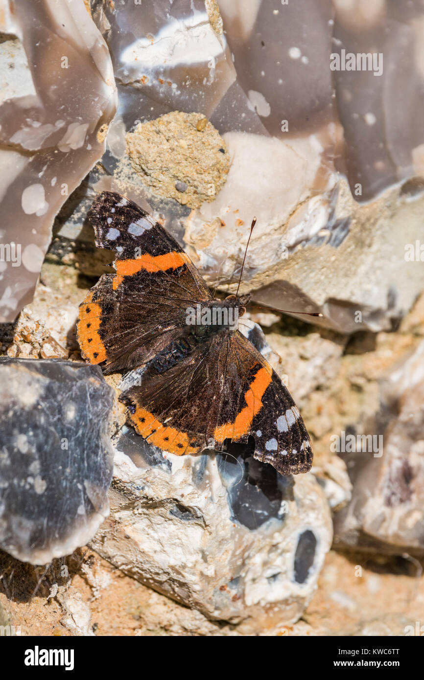 Red Admiral butterfly (Vanessa atalanta, Red admirable) on rocks on a cold day in Winter in West Sussex, England, UK. Portrait. Stock Photo