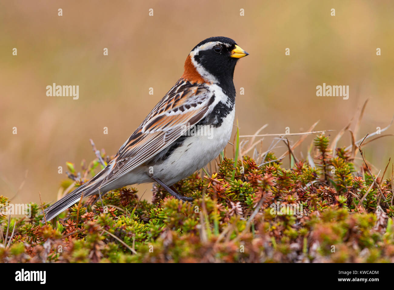 Lapland Longspur (Calcarius lapponicus), adult male standing on the ground Stock Photo