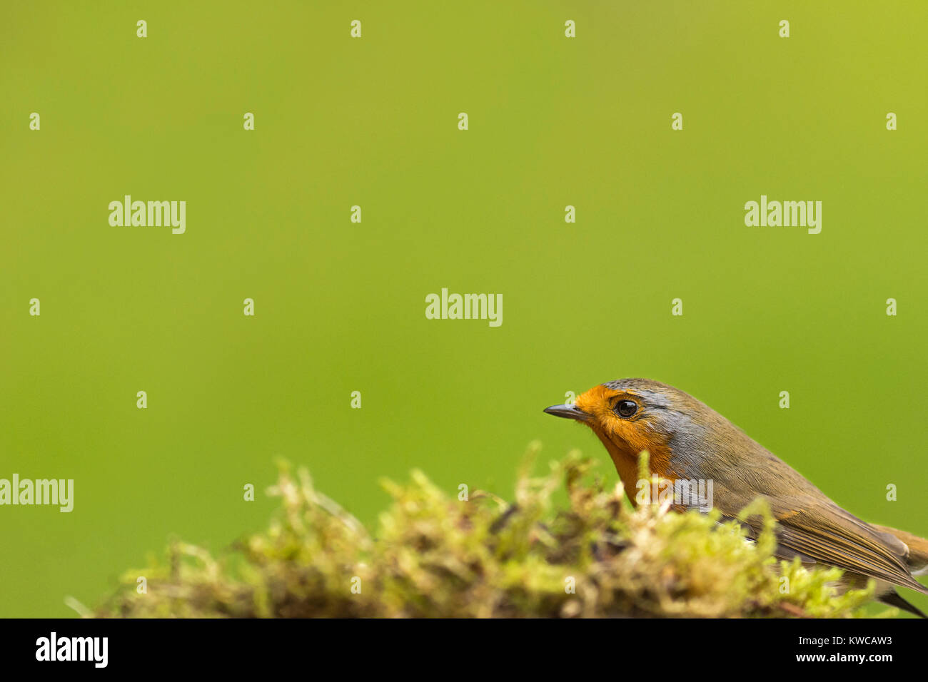 Portrait of a Robin (Erithacus rubecula) sits on moss, UK in winter Stock Photo