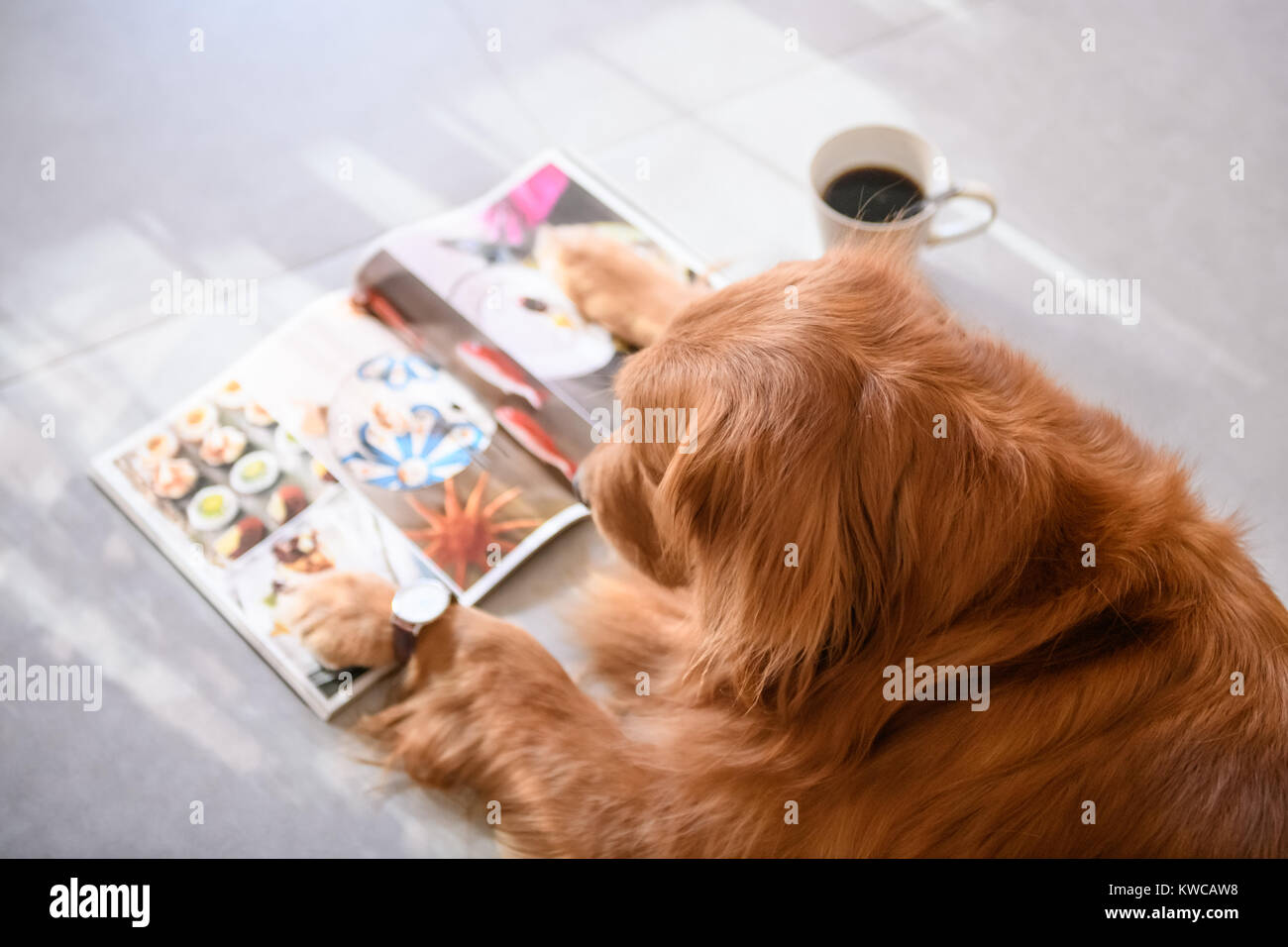 Golden retriever reading on his stomach Stock Photo Alamy