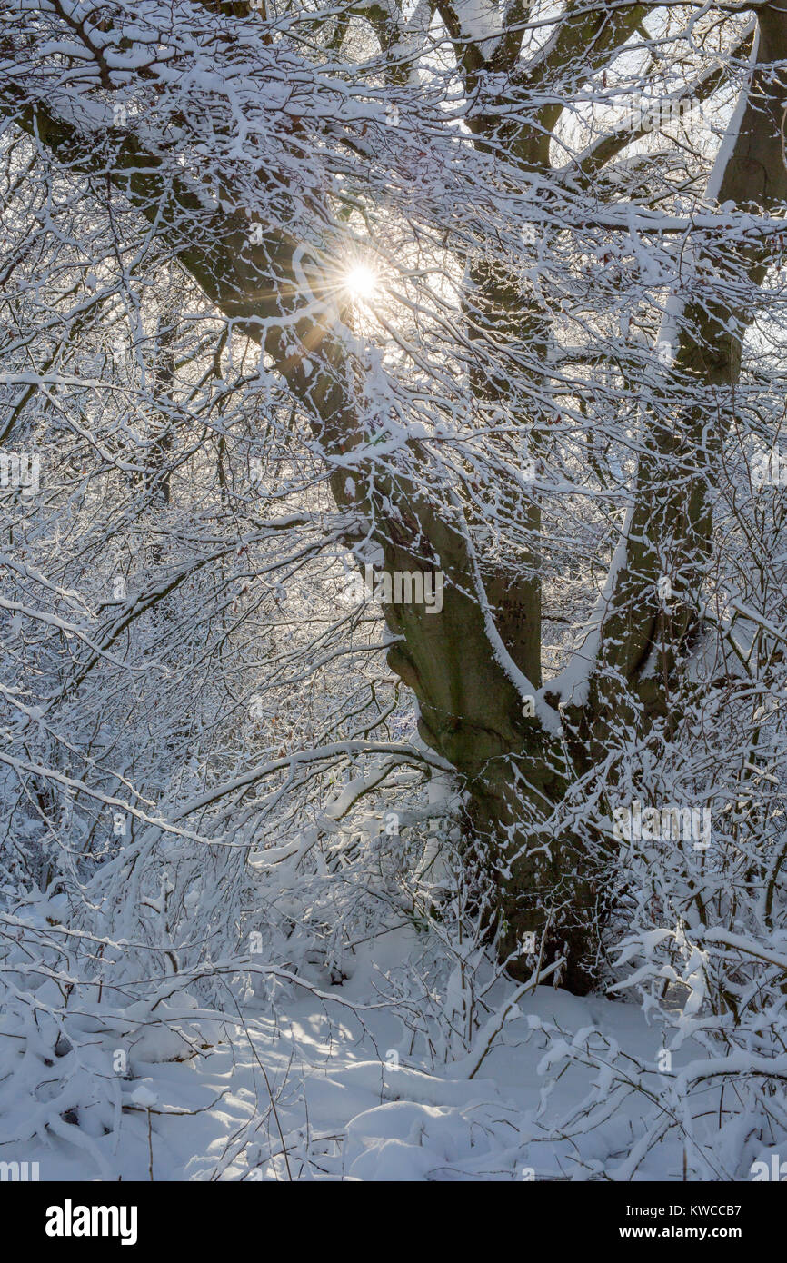 Snow covered tree in woodland with sun shining through, Crickley Hill, Gloucestershire, UK Stock Photo