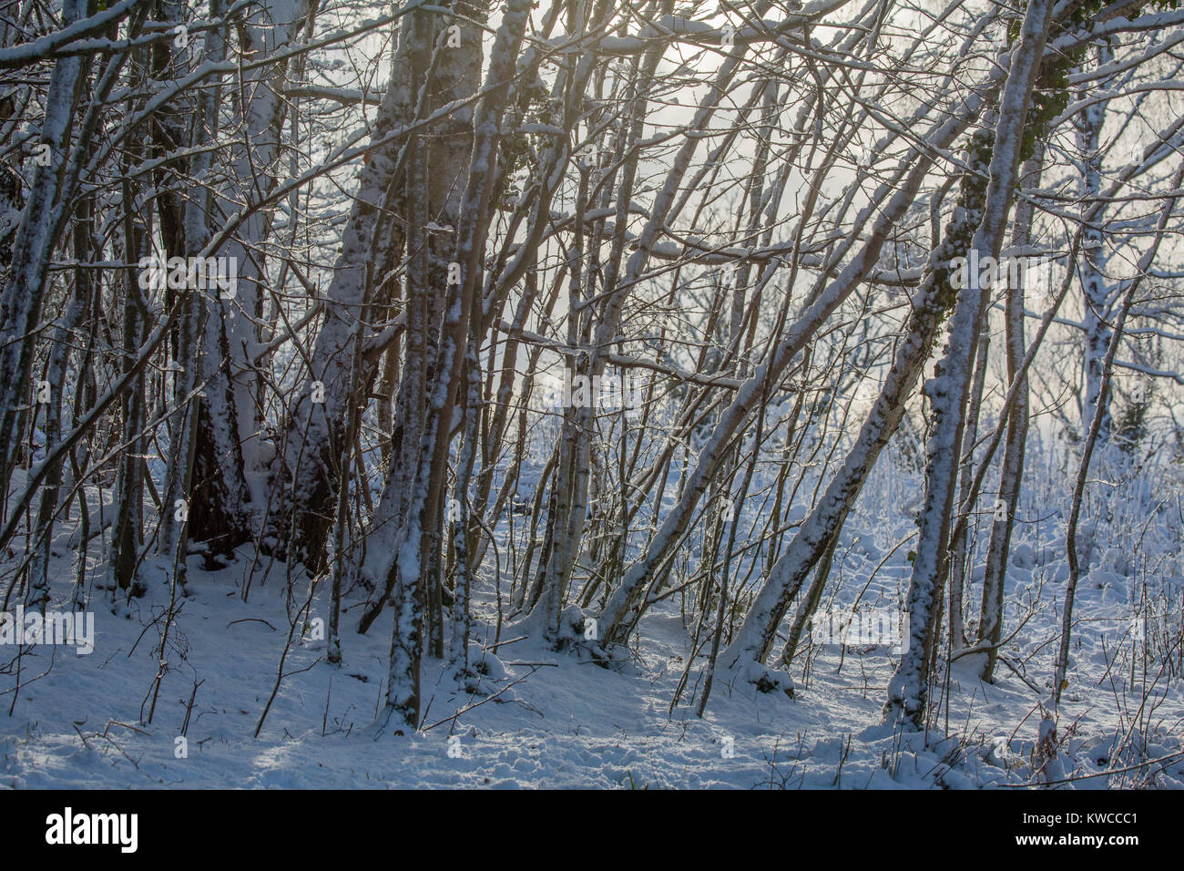 Snow covered woodland in the winter backlit by sunlight. Stock Photo