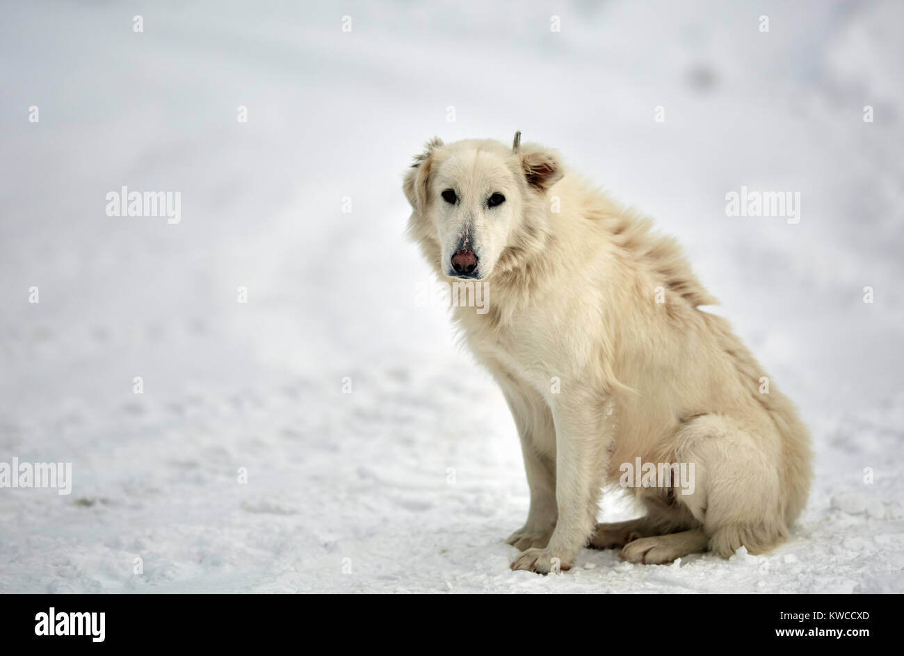 Big white guard clearance dog