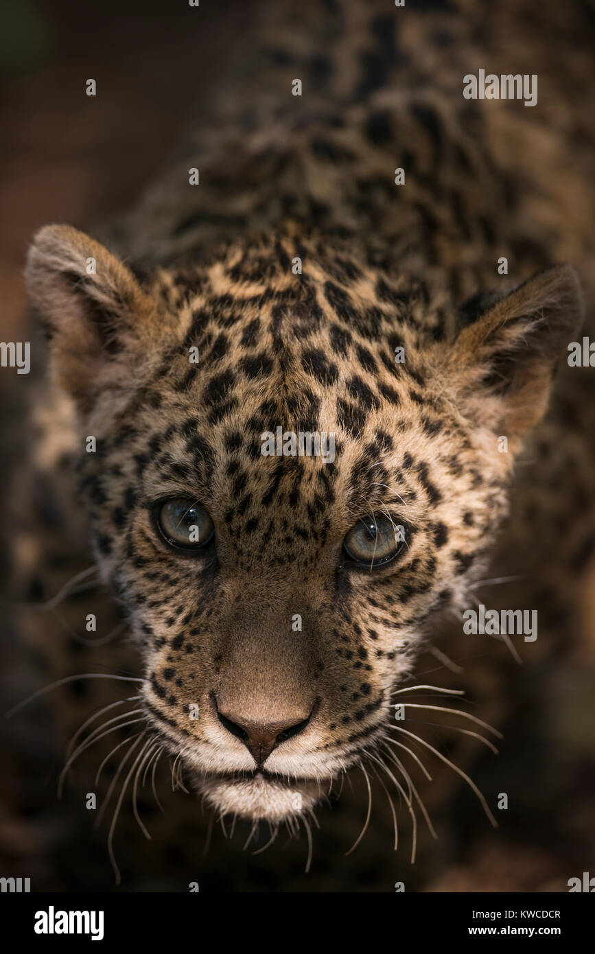 A Jaguar cub Stock Photo