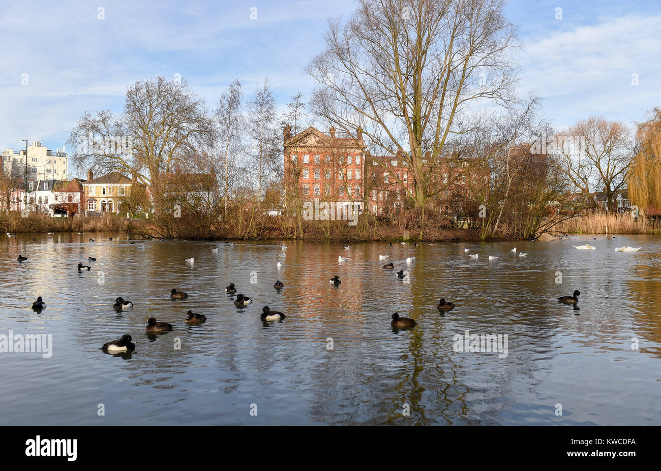 Barnes Green pond with tufted ducks in South West London UK Stock Photo