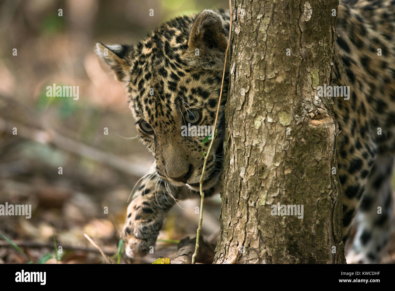 A Jaguar cub Stock Photo