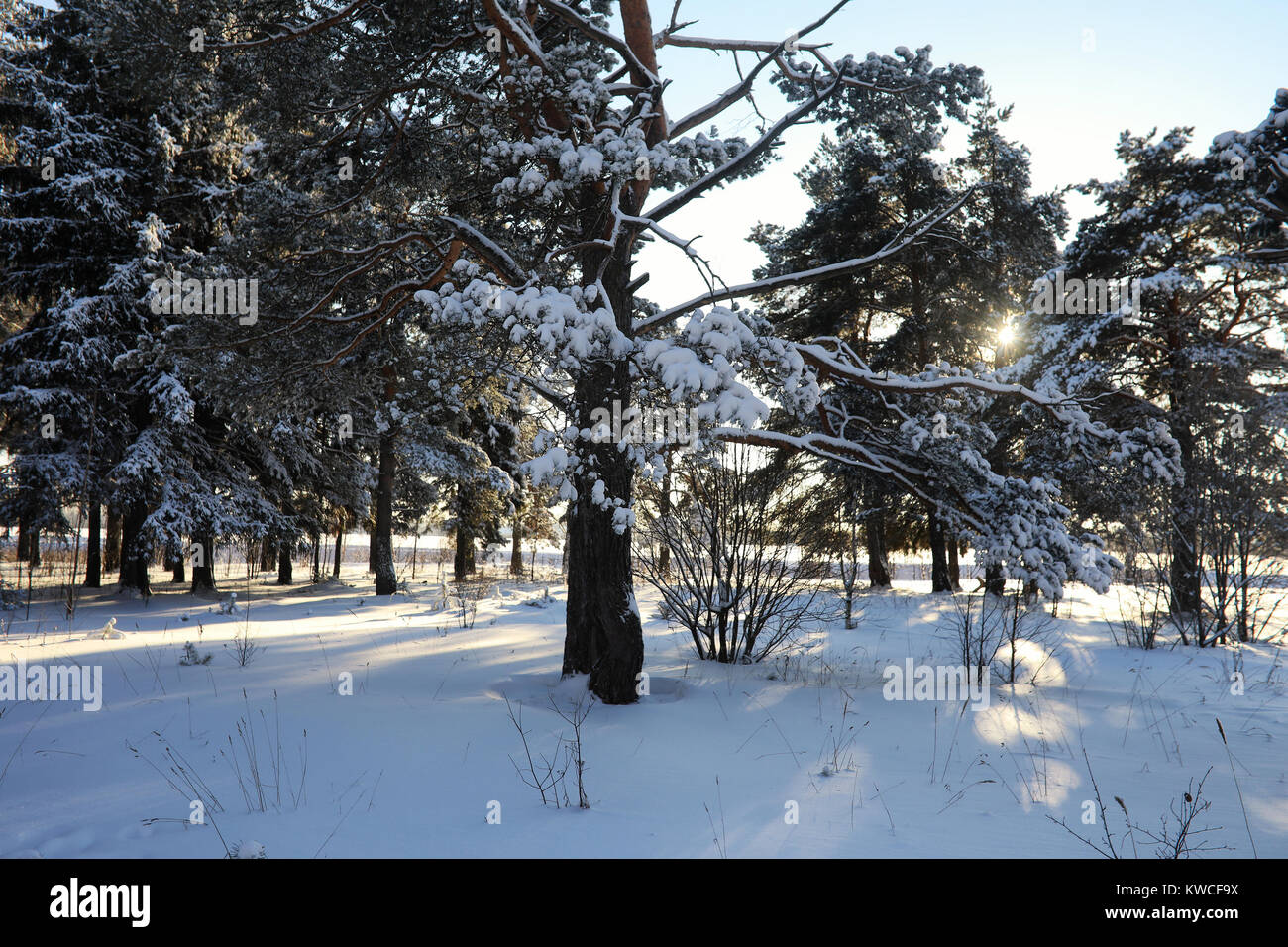 pine forest after a heavy snow storm on a sunny winter day Stock Photo ...