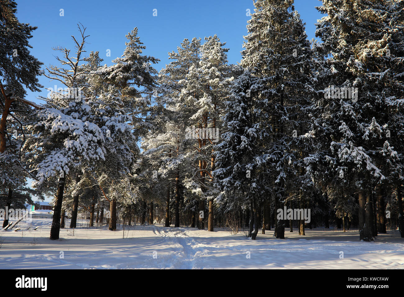 pine forest after a heavy snow storm on a sunny winter day Stock Photo ...