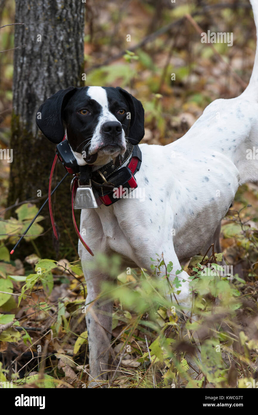 English pointer hunting dog 2025