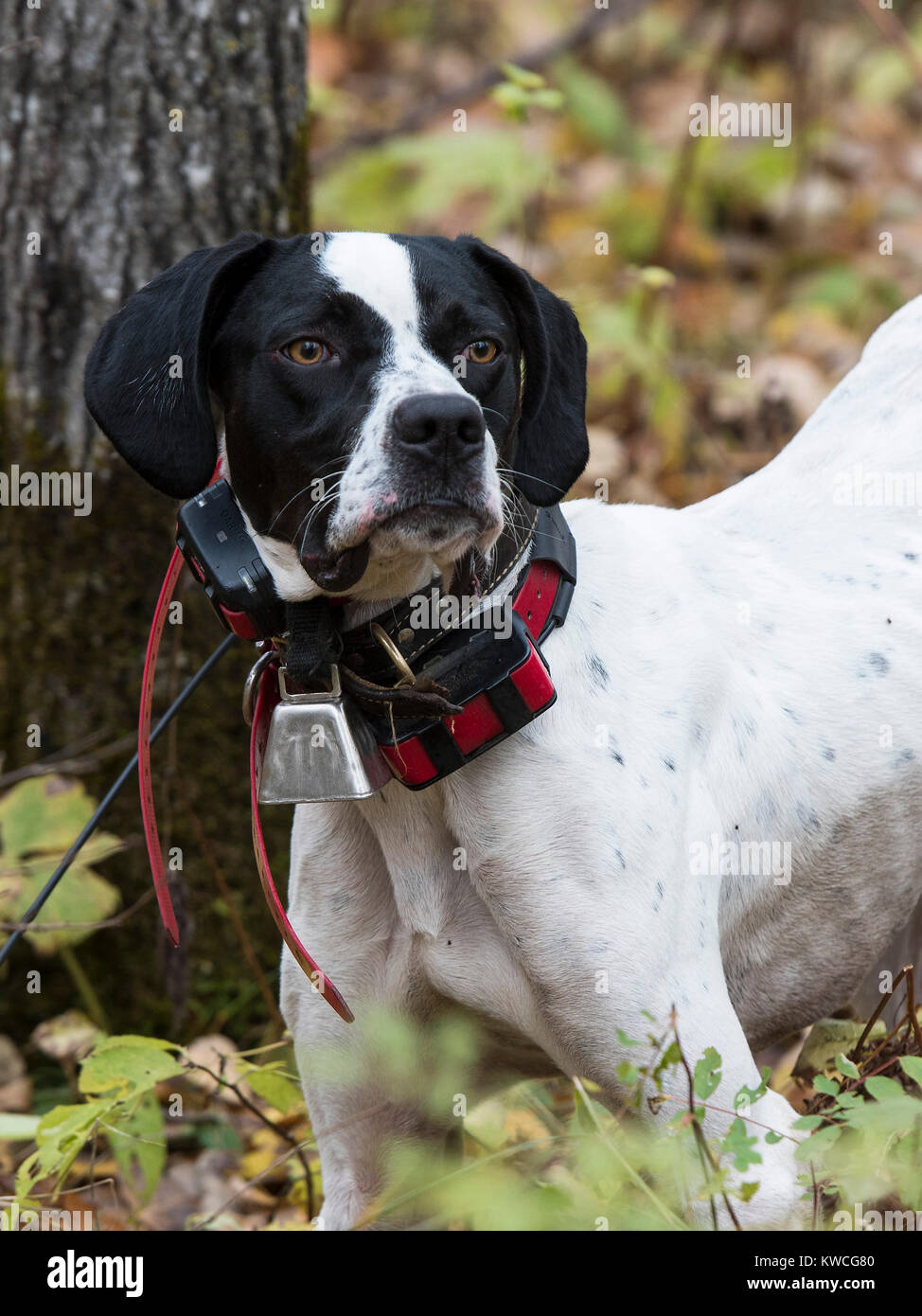 English pointer hires stock photography and images Alamy