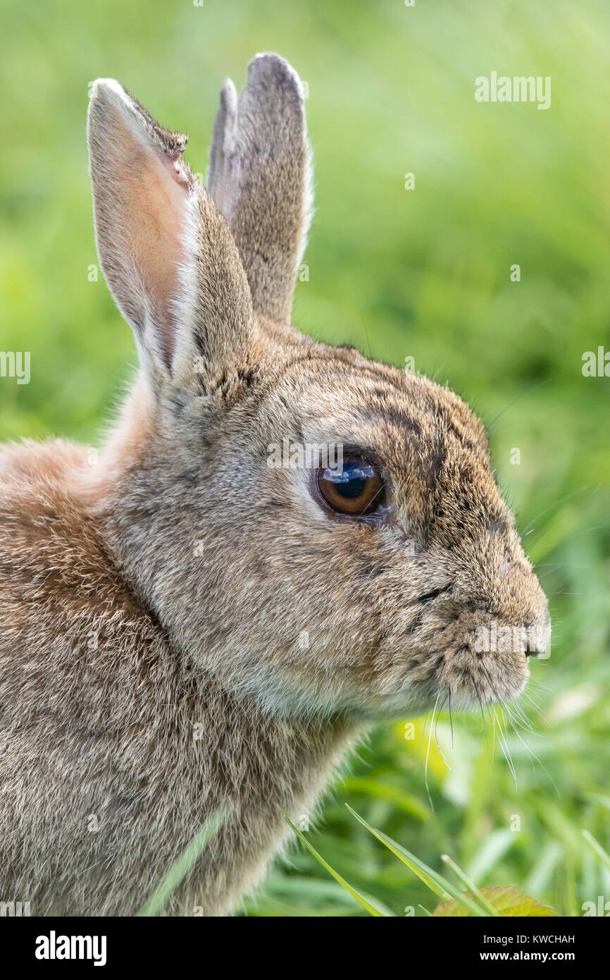 Side view, portrait close up of wild UK rabbit head (Oryctolagus