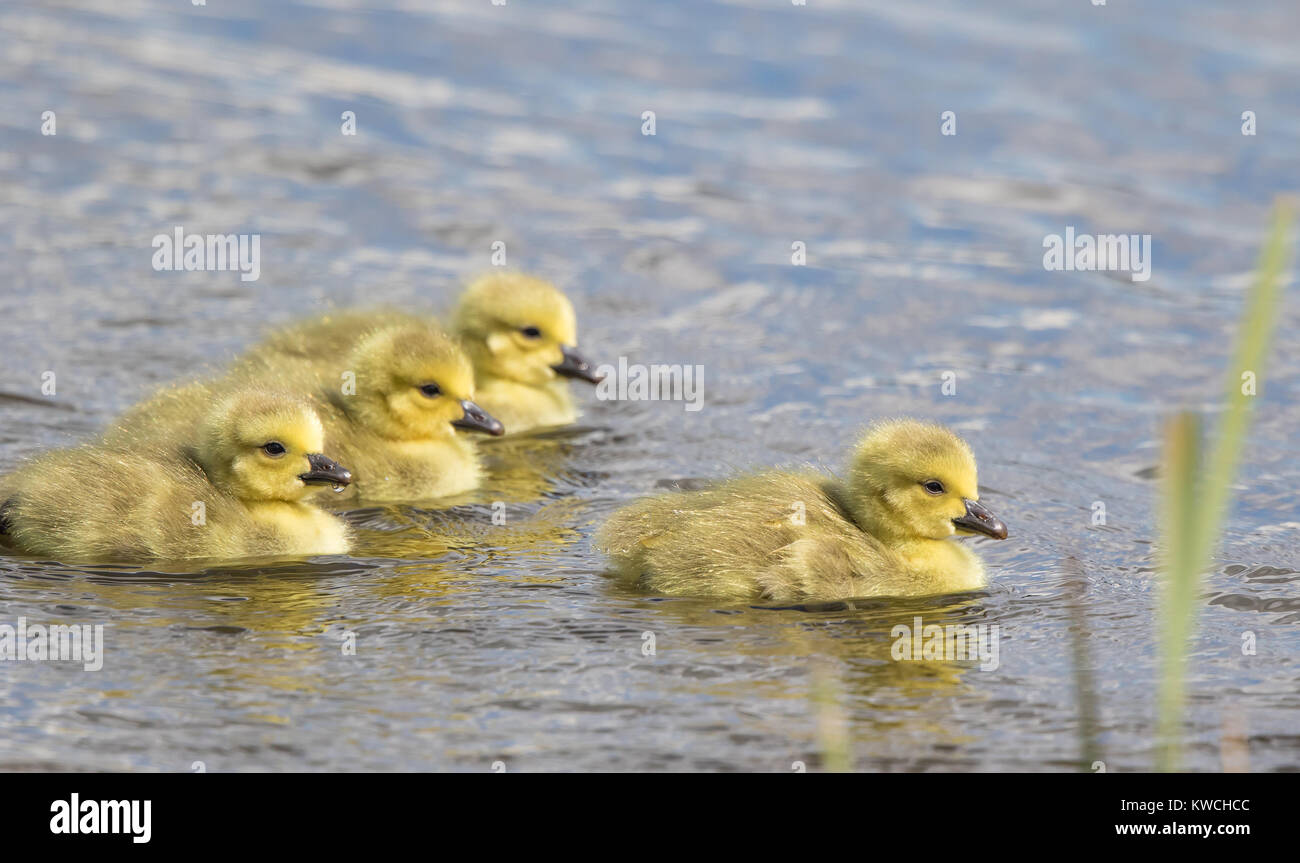 Close up wild UK gosling chicks (Branta canadensis) swimming in water; three in a row, one is leader at front! Concept: leadership. Social distancing. Stock Photo