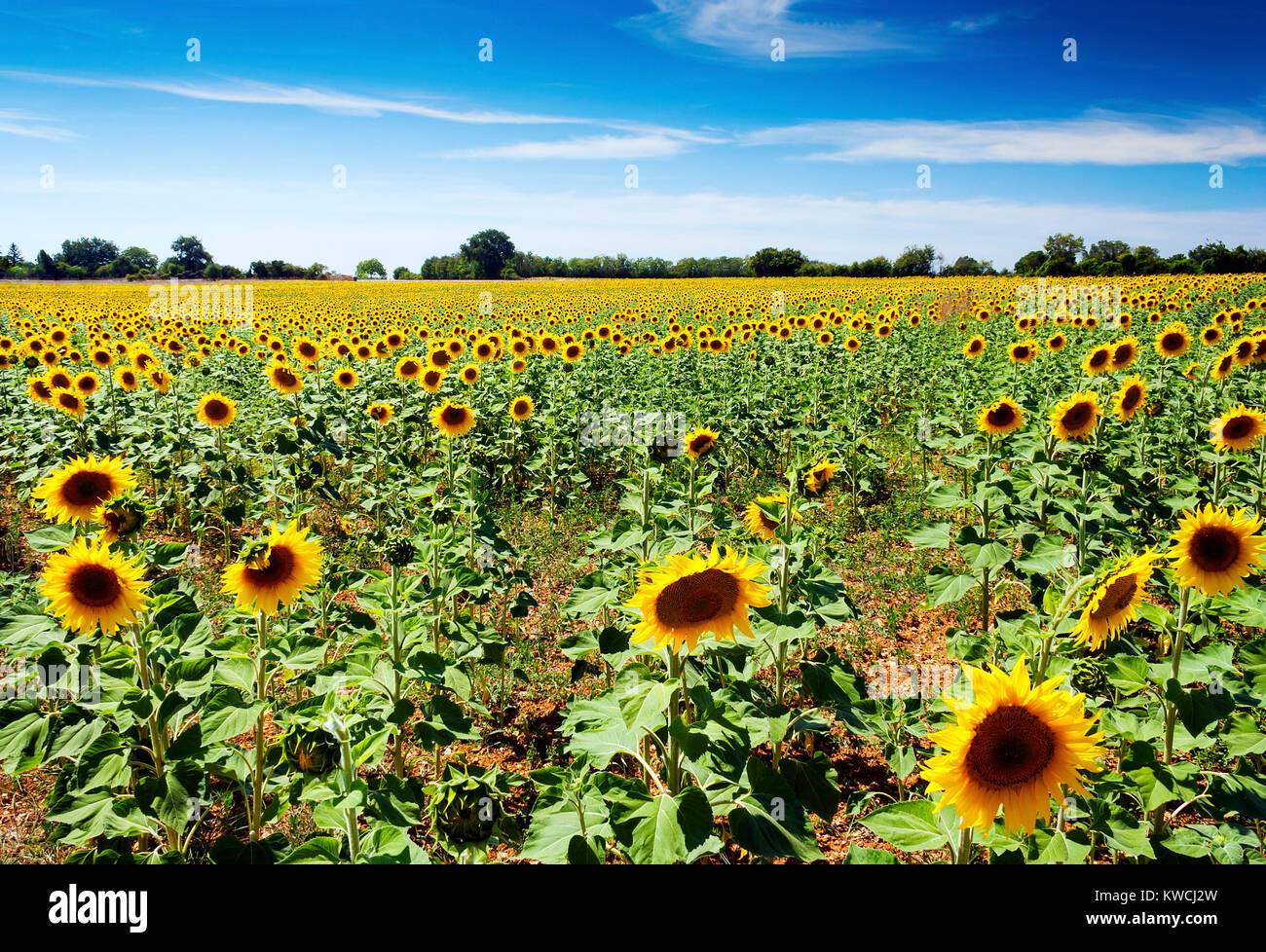 Sunflowers in a field against a blue sky with white clouds near to Melle in France Stock Photo