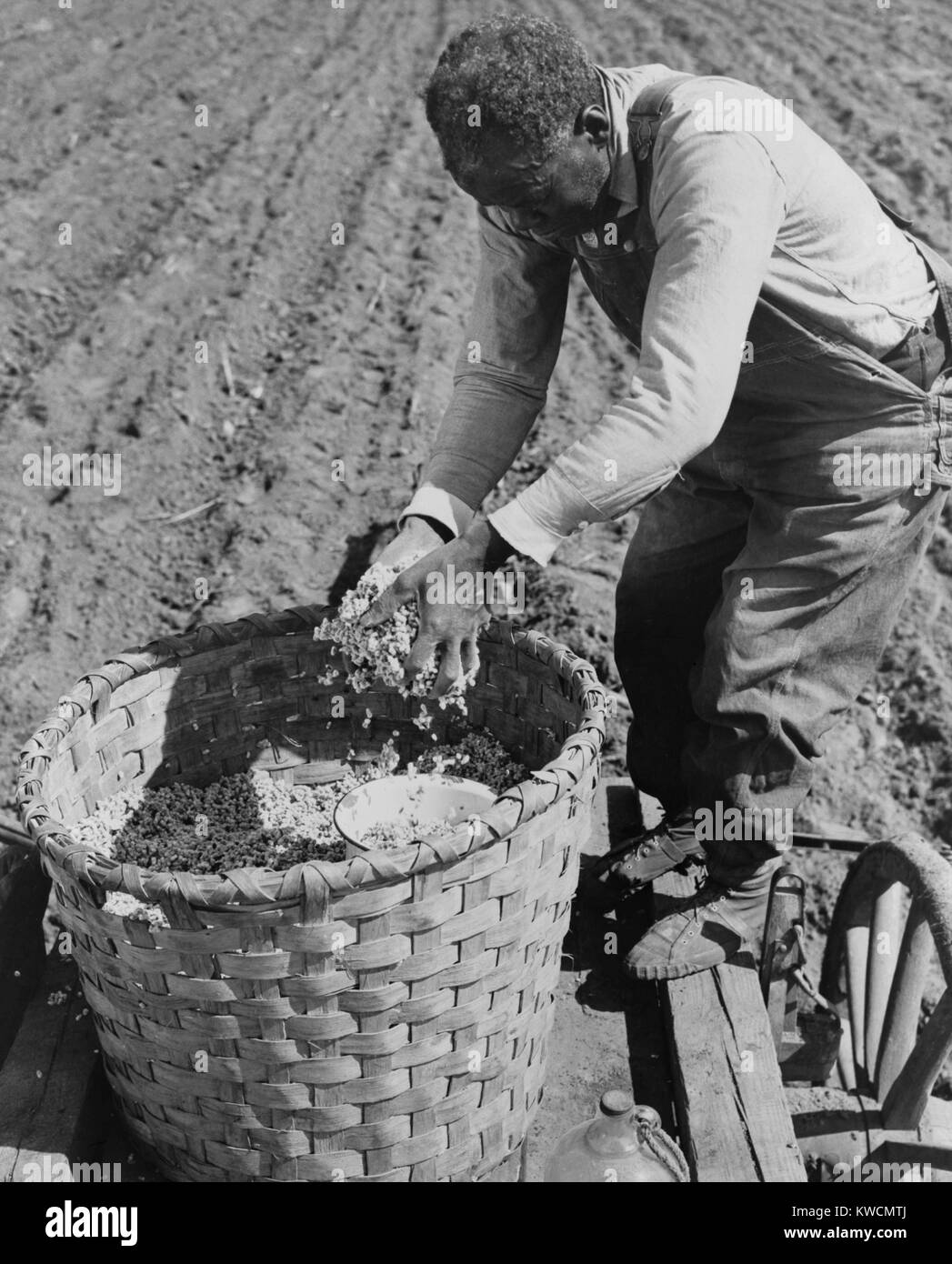 African American farmer planting cotton in a plowed field in Butler County, Alabama. April 1941. (BSLOC 2014 13 99) Stock Photo