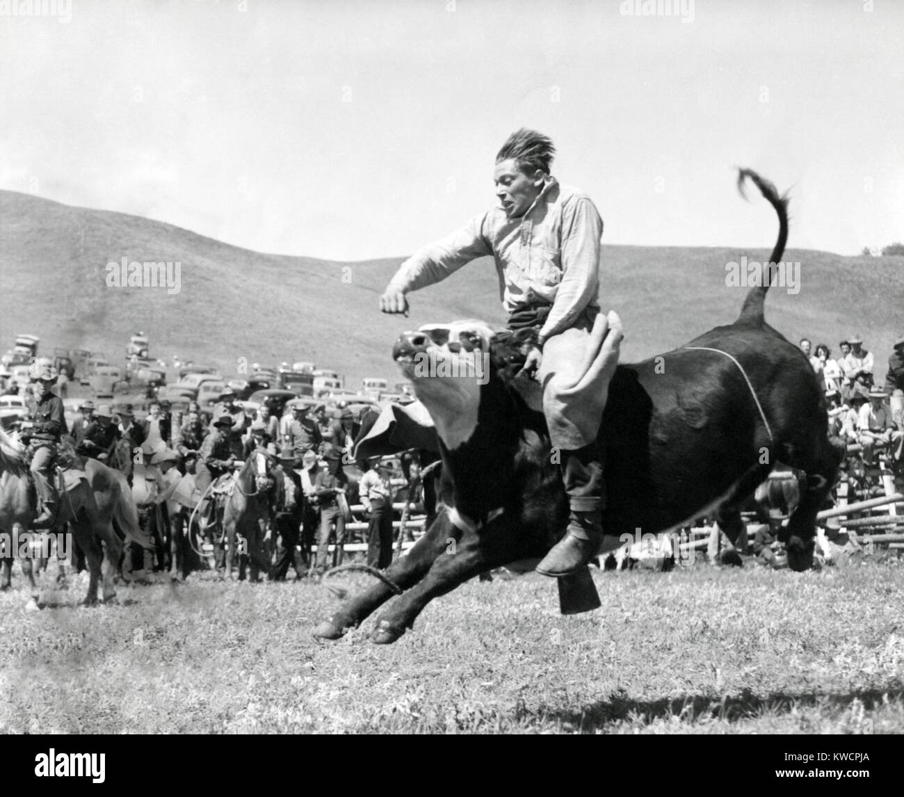 Bull Rider at American Rodeo. Ca. 1950. - (BSLOC 2014 17 112 Stock ...