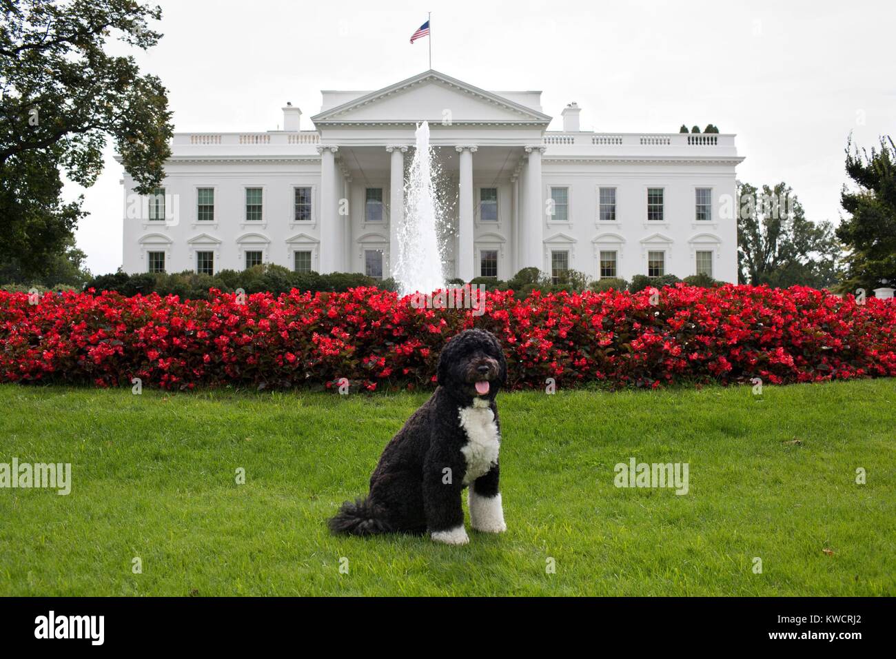 Bo, the Obama family dog, on the North Lawn of the White House, Sept. 28, 2012. (BSLOC 2015 3 41) Stock Photo