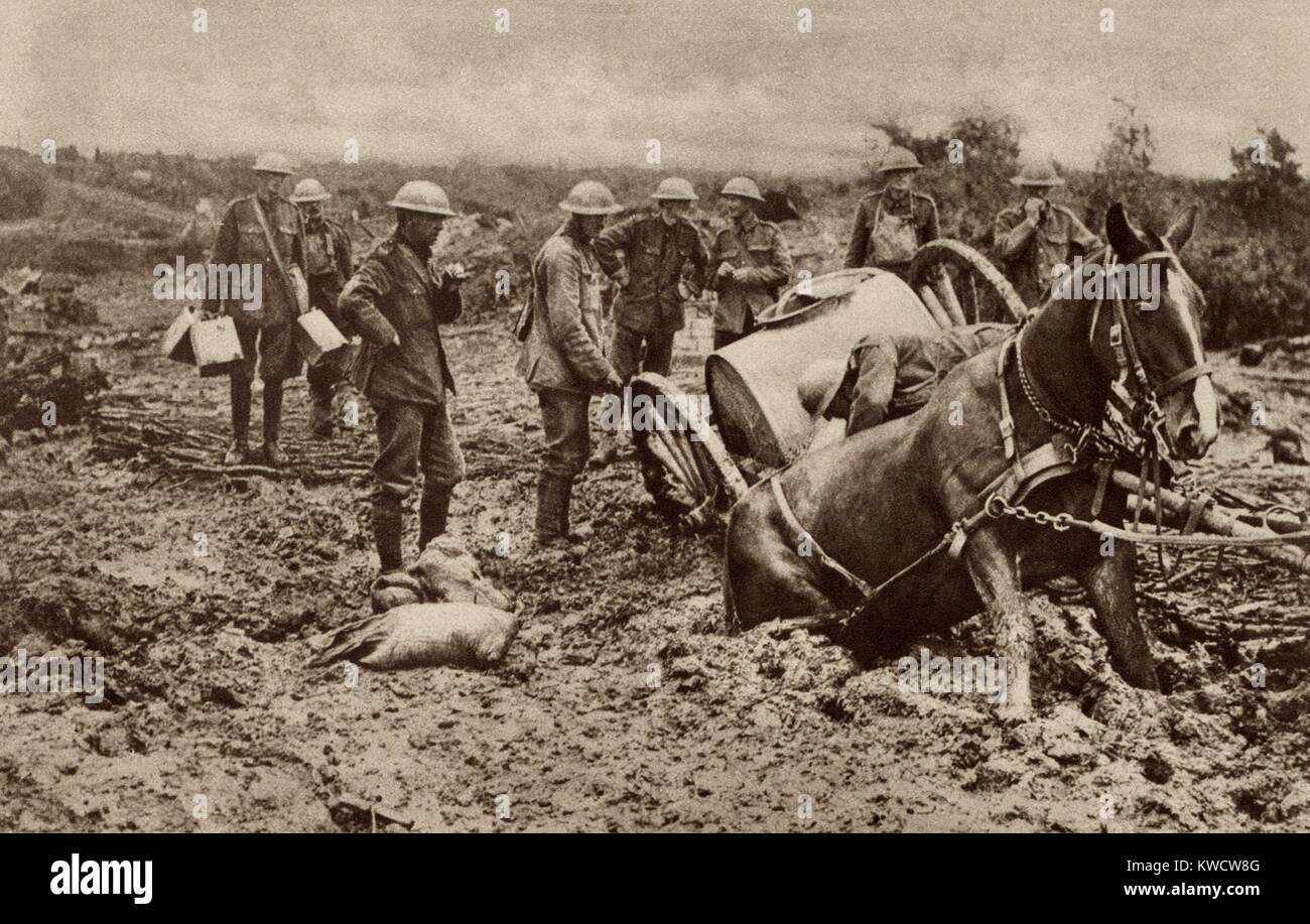 World War 1. British horse sunk to his haunches in the clinging mud of Flanders, during one of the five Battles of Ypres. This coastal region became a mud quagmire in each Fall. In 1914, 1917, and 1918, the Autumn battles, were fought in very challenging conditions. Photo from 1917 or 1918. (BSLOC 2013 1 214) Stock Photo