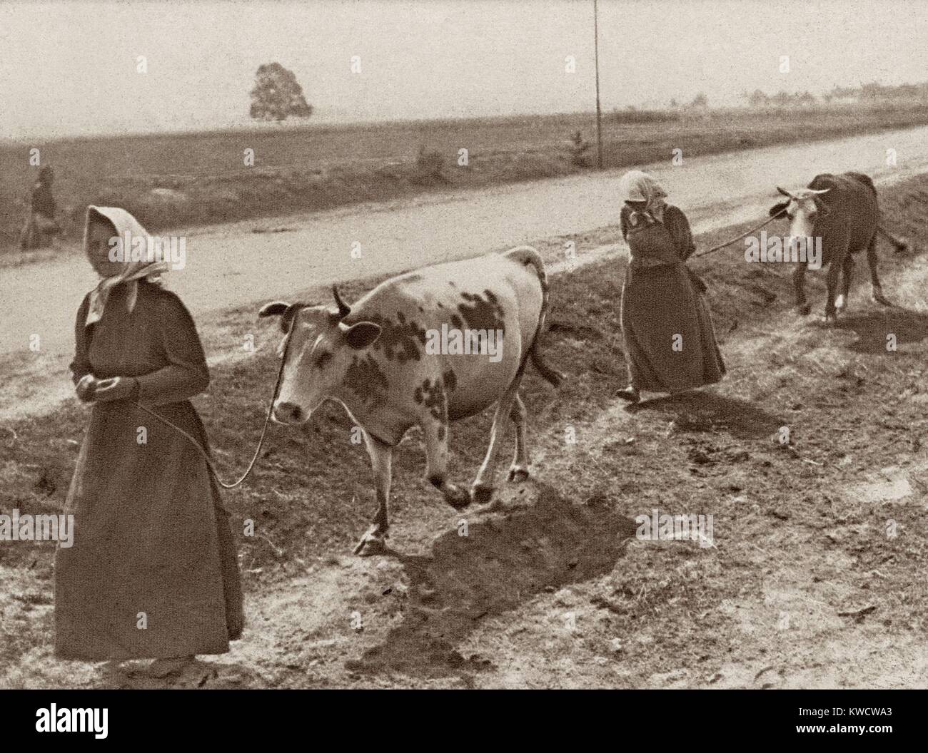 World War 1 in Eastern Europe. Refugee women from Warsaw, their homes in ruins, lead their cows in search for food and shelter. Ca. 1914-15. (BSLOC 2013 1 4) Stock Photo