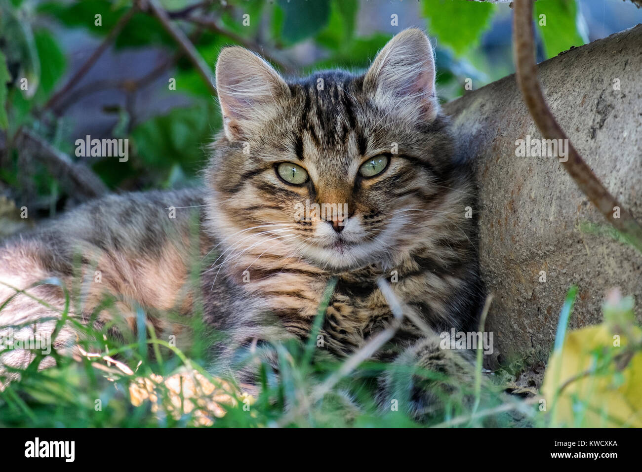 Fluffy tabby cat resting in the shade Stock Photo - Alamy