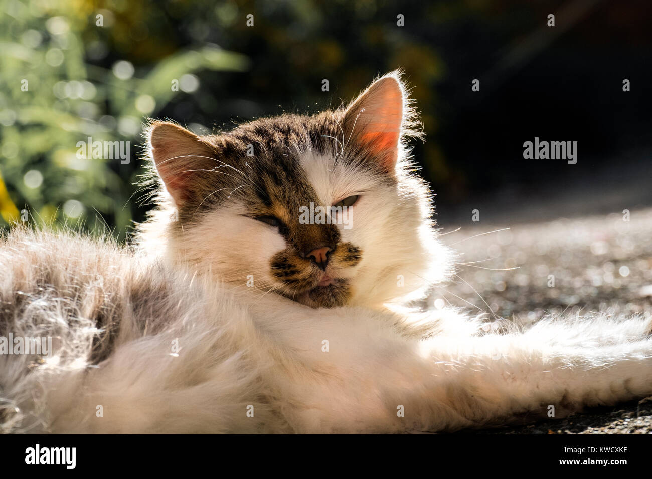 Goodnatured cat lays and warms itself in the sun Stock Photo Alamy