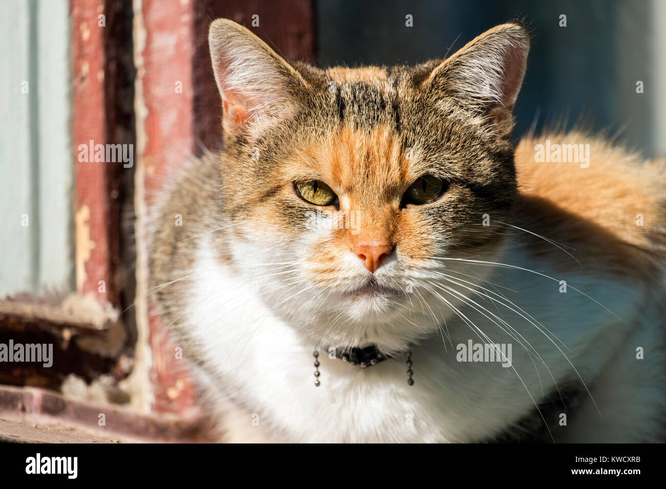 Contemptuous Color Multi-colored cat with a contemptuous look Stock Photo - Alamy