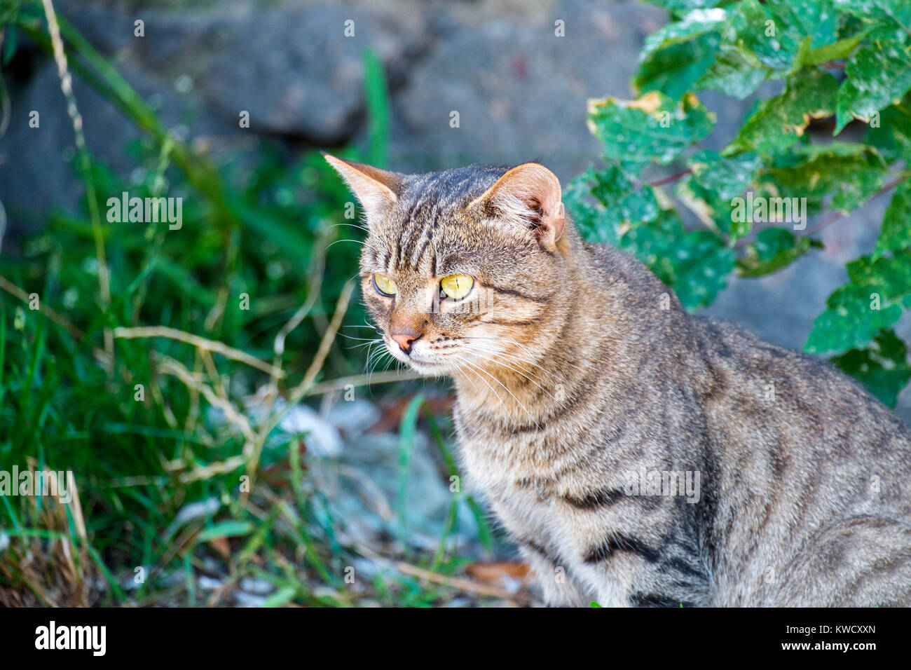 Street tabby cat monitors prey Stock Photo - Alamy