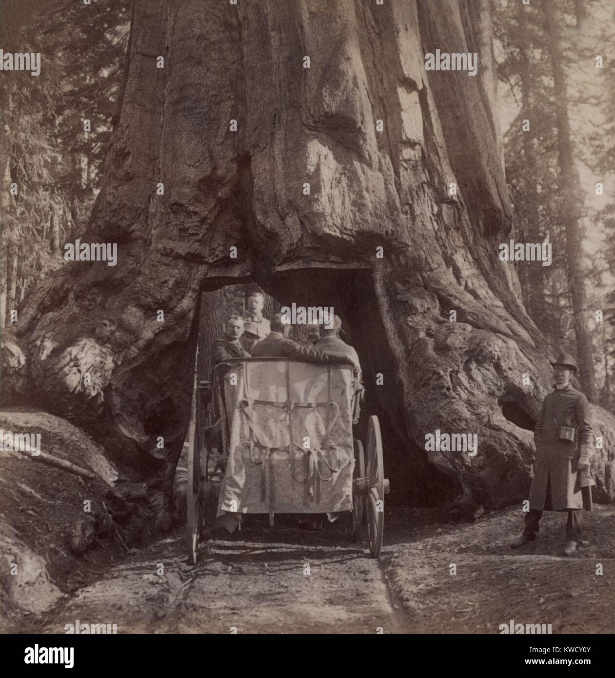 President Theodore Roosevelts carriage driving through the tunnel in Wawona, a giant sequoia. Mariposa Grove, California, May 15, 1903. That night, TR and Muir camped at the Mariposa Grove under the Grizzly Giant (BSLOC 2017 4 76) Stock Photo