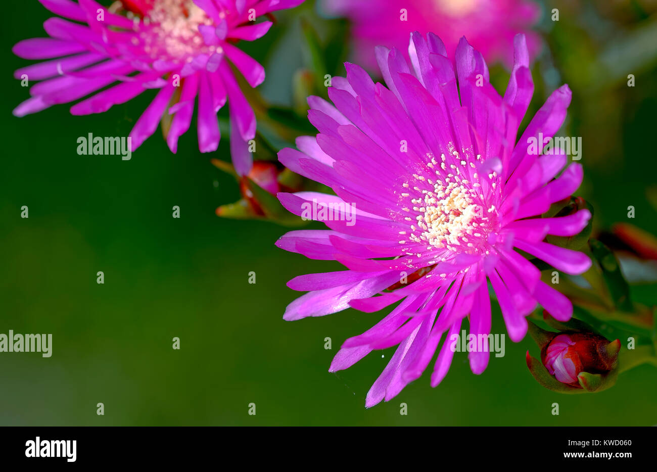 spring field flowers of the Aizoaceae family called Mesembriantemo Stock Photo
