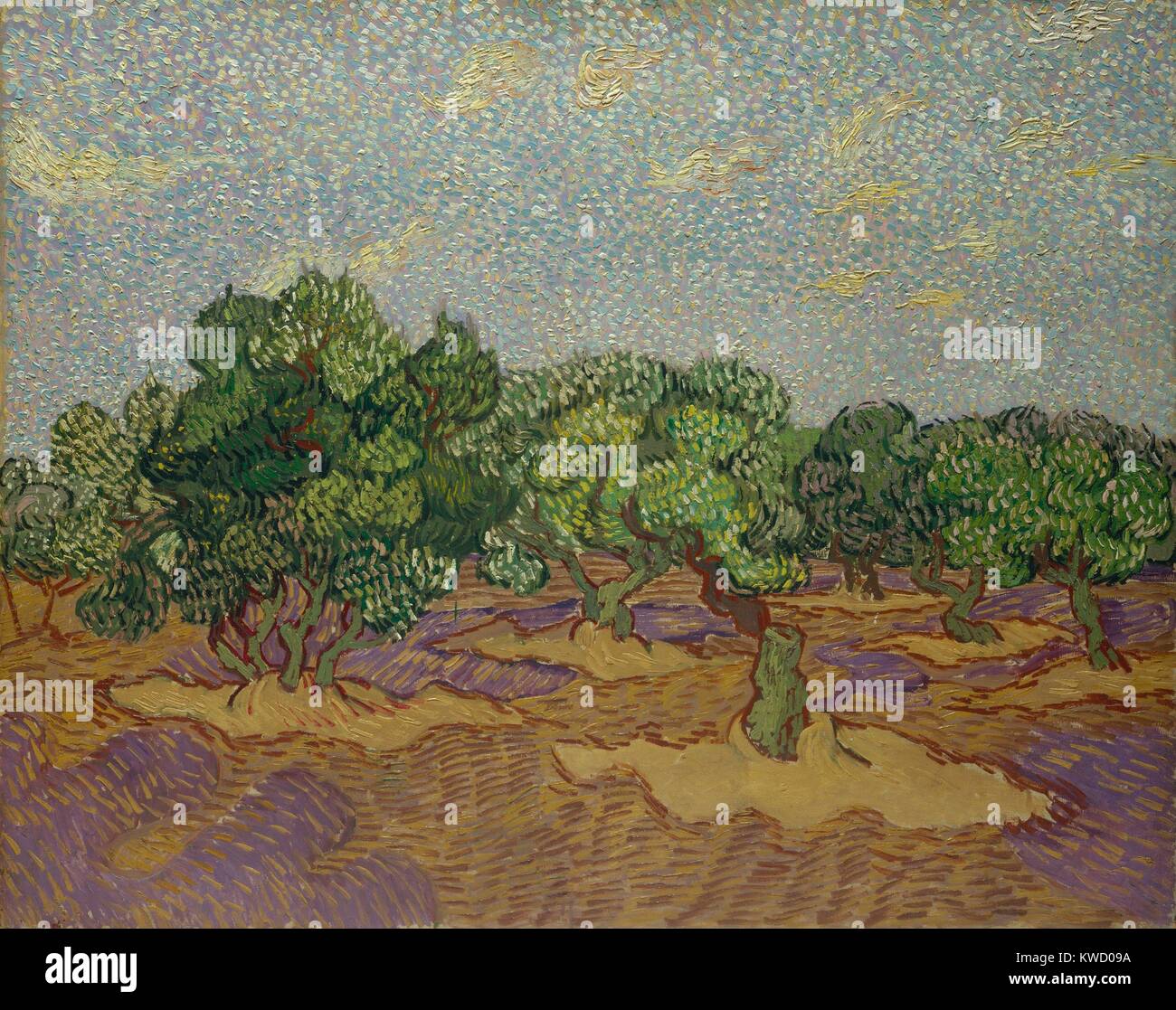 Olive Trees, by Vincent Van Gogh, 1889, Dutch Post-Impressionist, oil on canvas. The work was painted directly from nature, but in a highly stylized manner, incorporating pointillist broken color (BSLOC 2017 5 52) Stock Photo