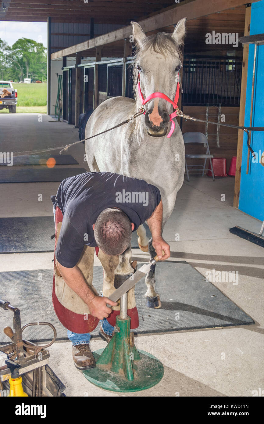 Fitting of horseshoes hires stock photography and images Alamy