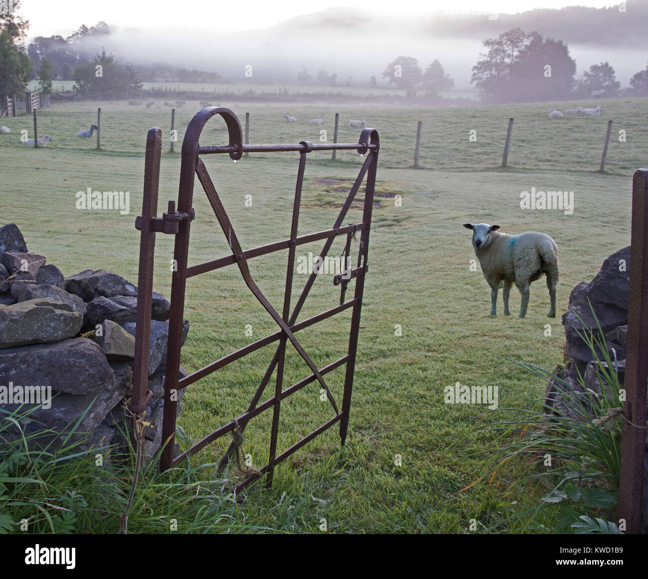 Misty morning on Hawkshead Hall Farm with open five barred metal gate and sheep in heavy dew near Hawkshead Cumbria English Lake District England Stock Photo