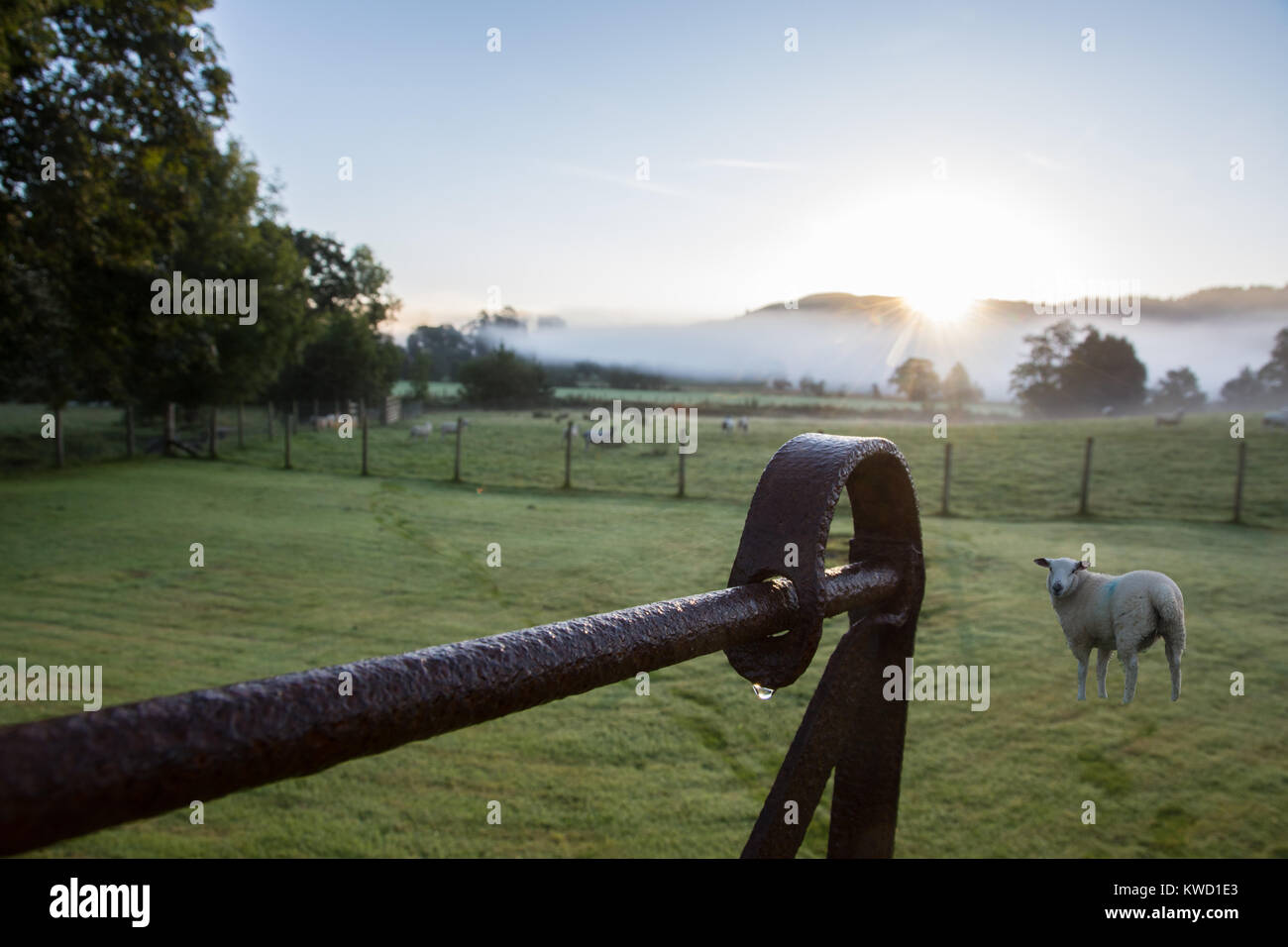 Top rail of open five barred metal gate with heavy dew drop and sheep on misty morning on Hawkshead Hall Farm Cumbria English Lake District England Stock Photo