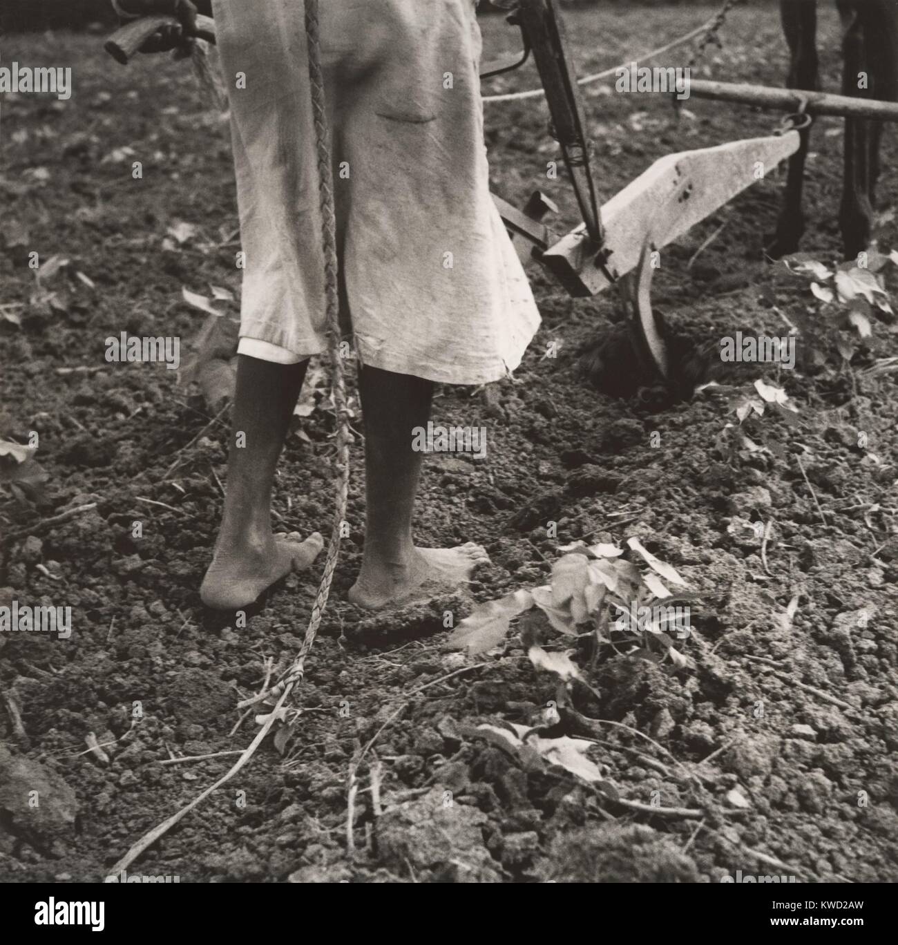 Alabama Plow Girl, near Eutaw, Alabama, 1936, by Dorothea Lange. The barefooted womans vulnerability hardship is emphasized by the rough soil, and the sharp arc of the single blade cultivator. She does heavy work. Pushing and pulling to guide to blade in coordination with the forward movement of the mule  (BSLOC 2017 20 94) Stock Photo