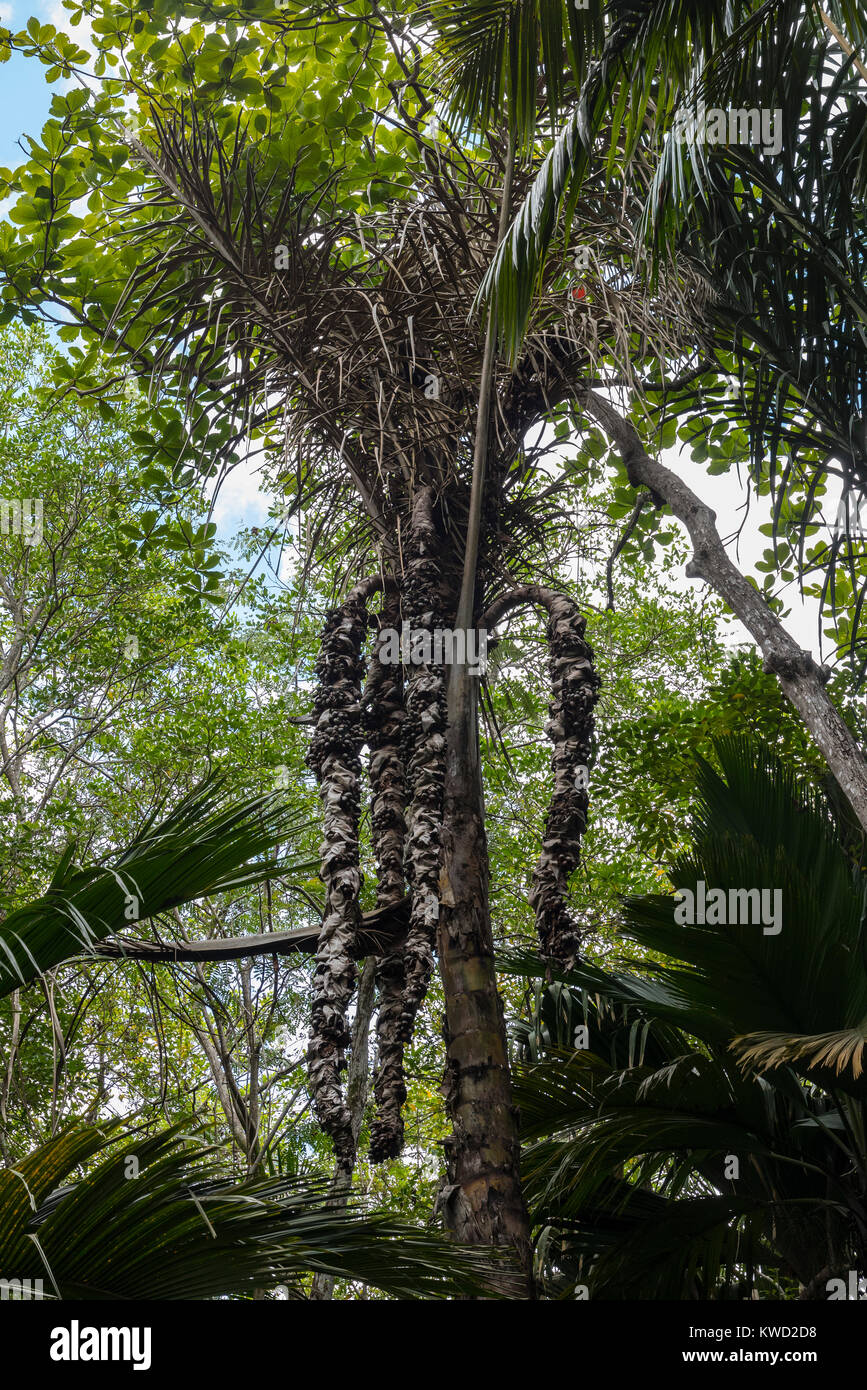 Raffia Palm (Raphia farinifera), (Arecaceae). Stock Photo