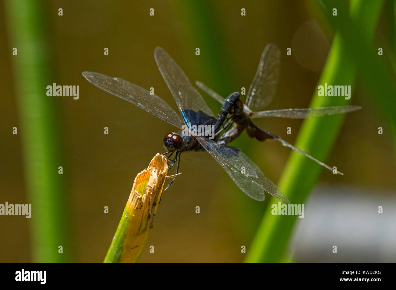 Phantom Flutterer (Rhyothemis semihyalina), male and female mating, Stock Photo